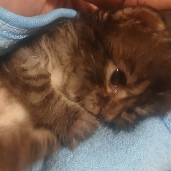 Updated Goal 05/23BIRTHDAY WISH-FOR EVERY $1 IN PROFITS .25CENTS ANIMAL - Picture 5 of 9